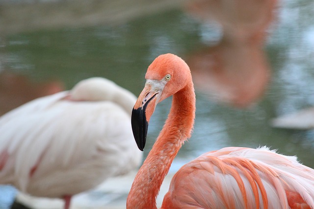 记者：阿森纳已告知水晶宫他们无意激活埃泽的解约金条款